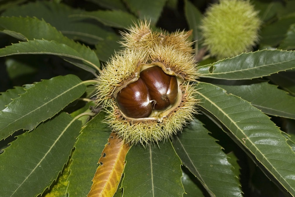 Castanea sativa / Castagno comune